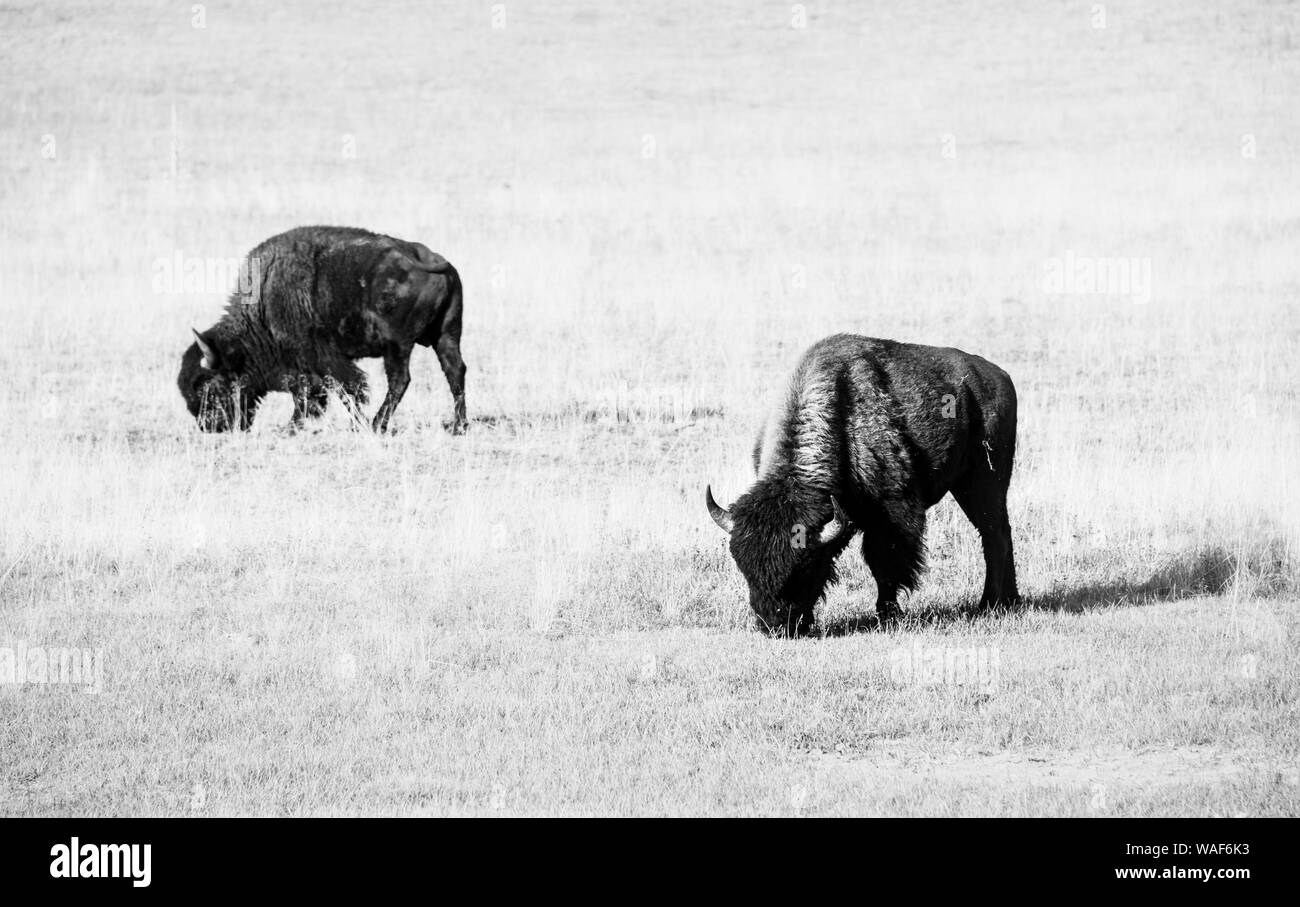 Zwei Beefalos oder Cattalos auf einer Weide, Überschreiten der amerikanische Bison (Bison bison) und inländische Rinder (Bos taurus), Grand Canyon National Park, North Stockfoto