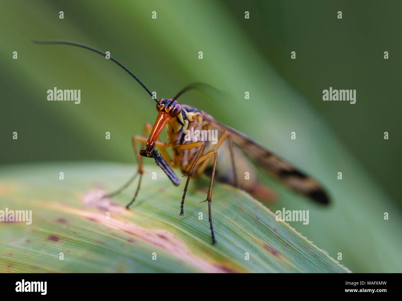 Gemeinsame scorpionfly (Panorpa communis) mit Beute, Bayern, Deutschland Stockfoto