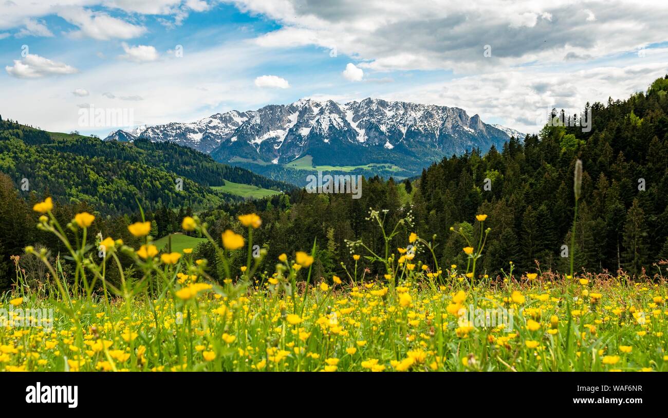 Gelbe Blume Wiese vor Bergpanorama mit Gebirge Zahmer Kaiser, Hahnenfuß (Ranunculus), Erl, Österreich Stockfoto