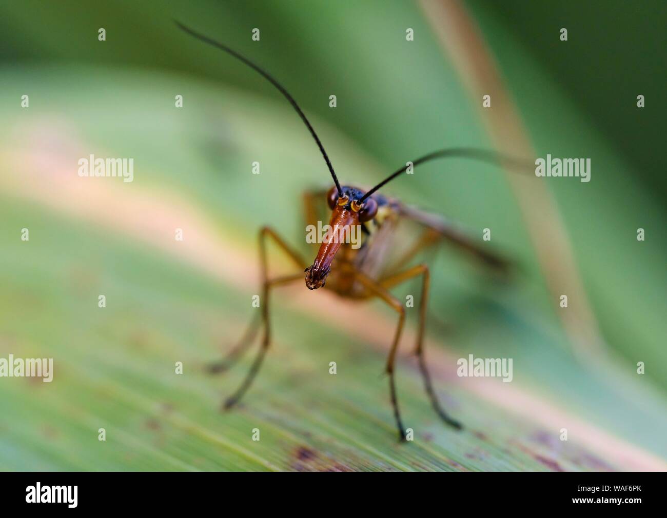 Gemeinsame scorpionfly (Panorpa communis), Tier Portrait, Bayern, Deutschland Stockfoto
