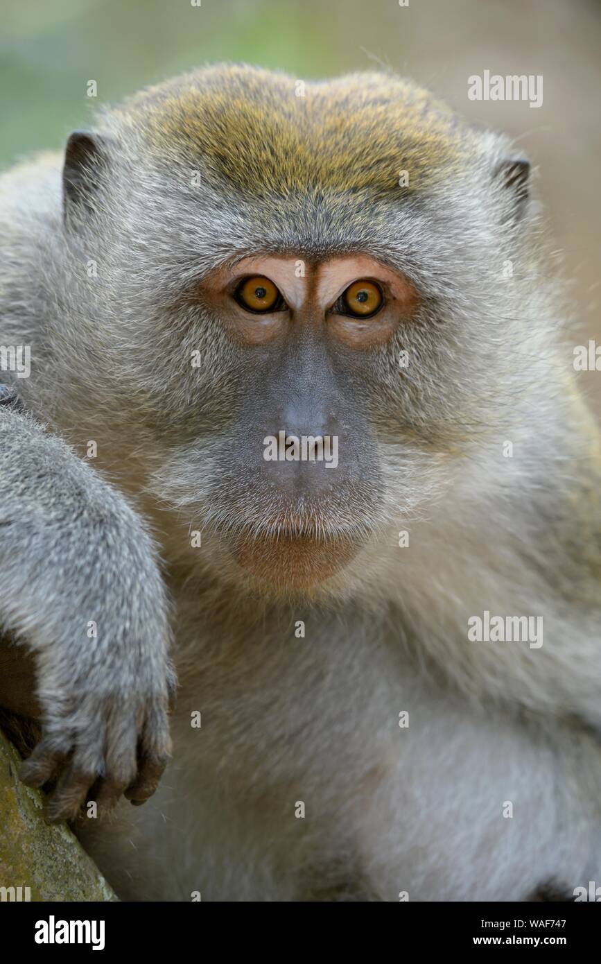 Long-tailed Makaken (Macaca fascicularis), Tier Portrait, Kuala Selangor, Malaysia Stockfoto