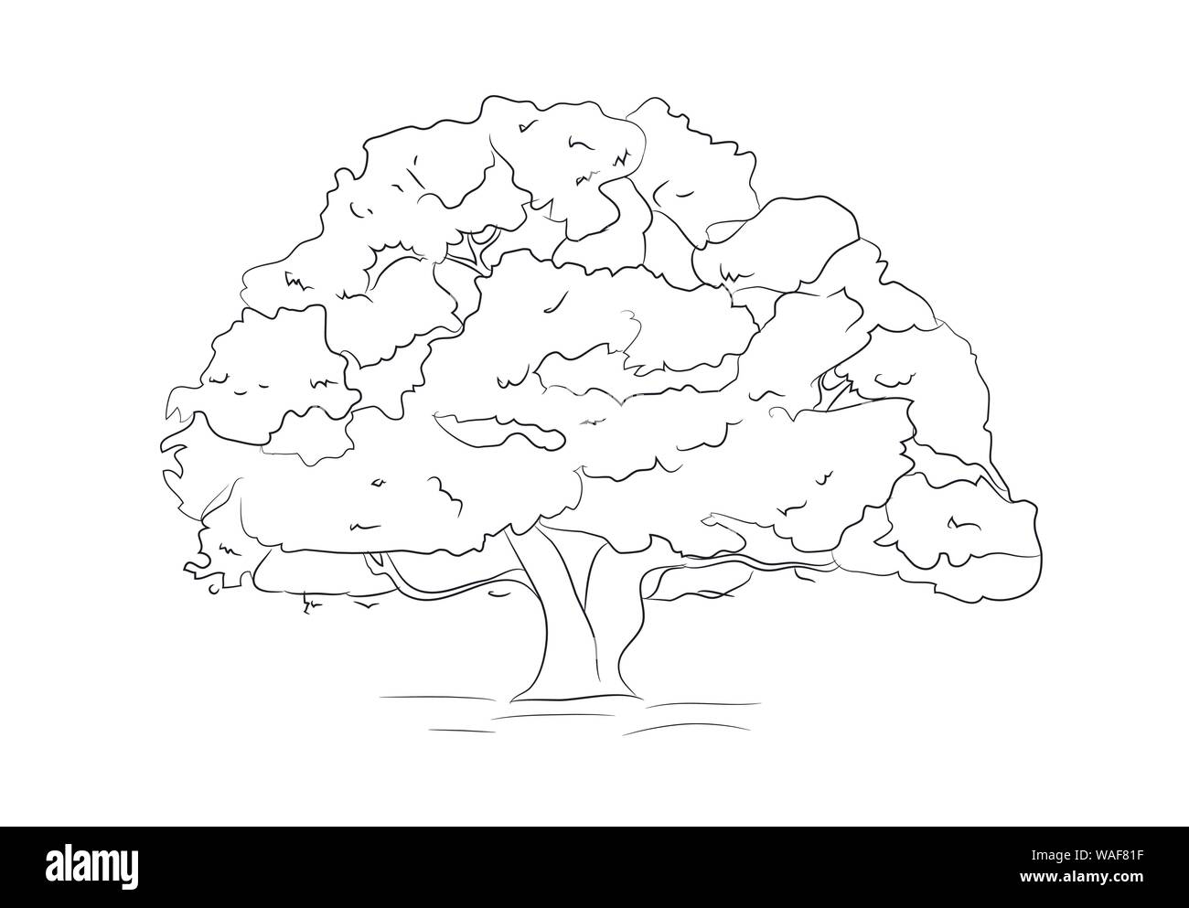 Big Tree zeichnen Linien, Vector, weißer Hintergrund Stock Vektor