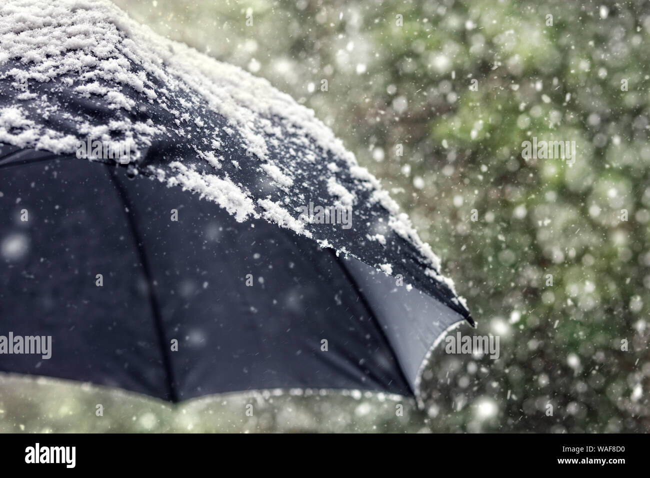 Schneeflocken fallen auf einen schwarzen Regenschirm Konzept für schlechtes Wetter, Winter oder schneit Blizzard Stockfoto