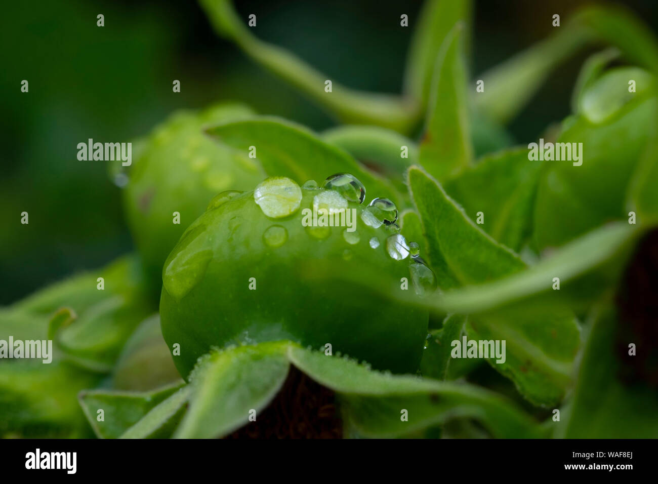 Regen in der Natur Stockfoto
