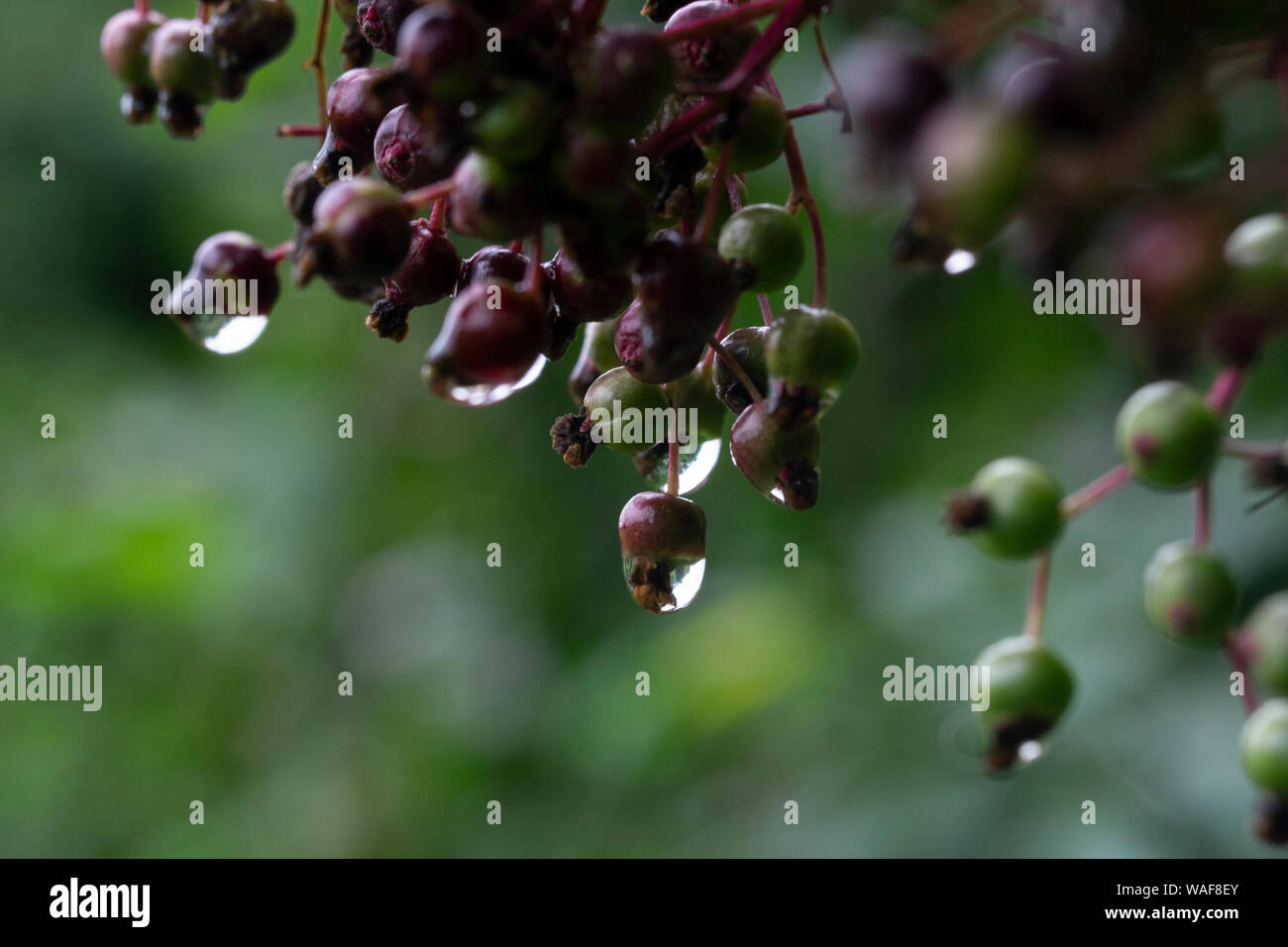Regen in der Natur Stockfoto