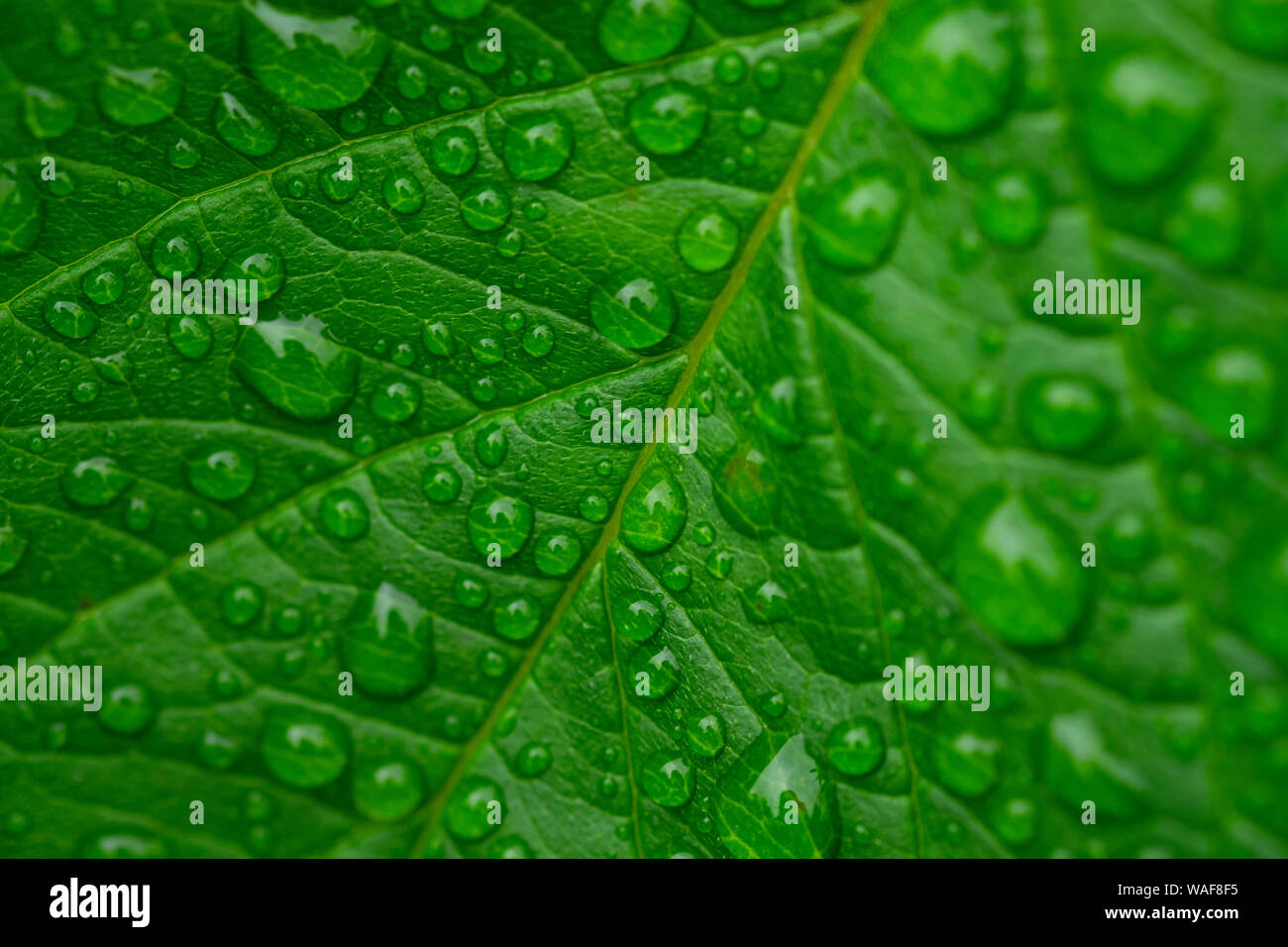 Regen in der Natur Stockfoto