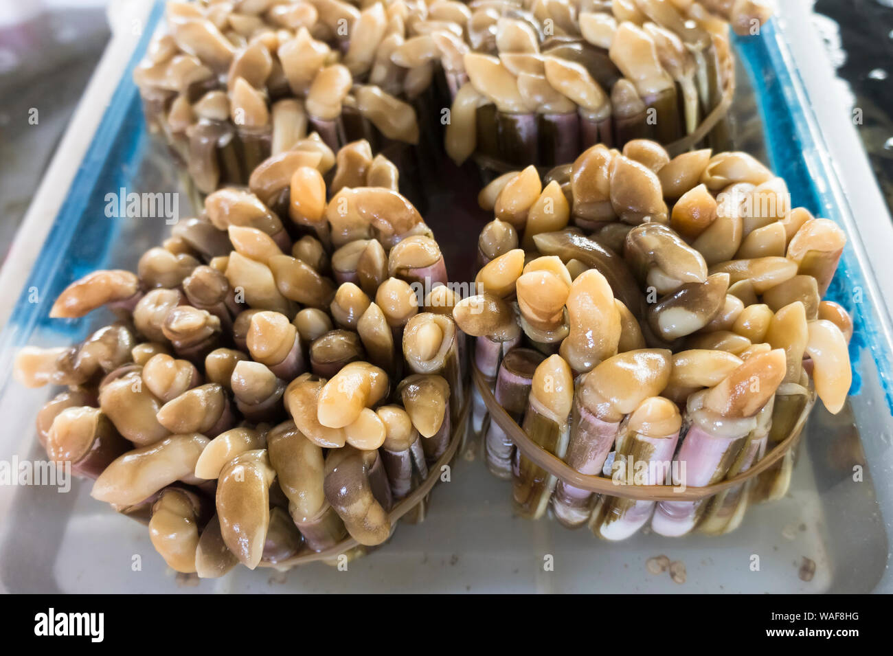 Weichtiere auf einem lokalen Lebensmittelmarkt. Hainan, China Stockfoto