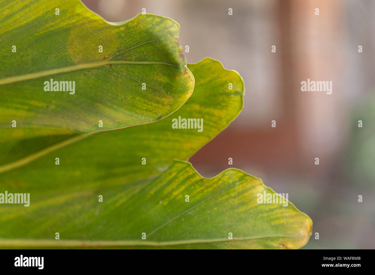 Großes grünes Blatt mit Adern details Stockfoto