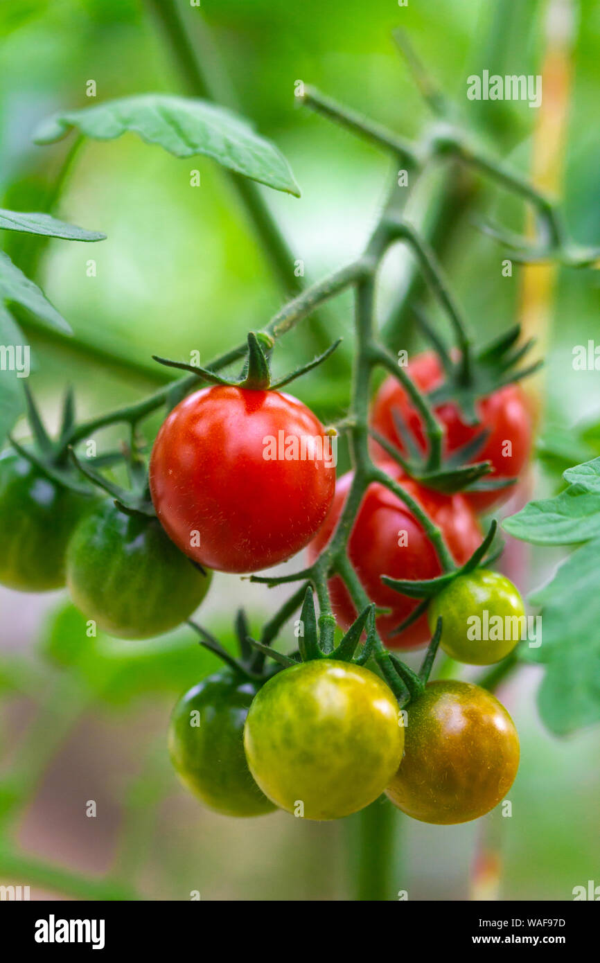 Frische reife rote und die noch nicht reife Tomaten hängen an den Weinstock und eine Tomatenpflanze im Garten Stockfoto