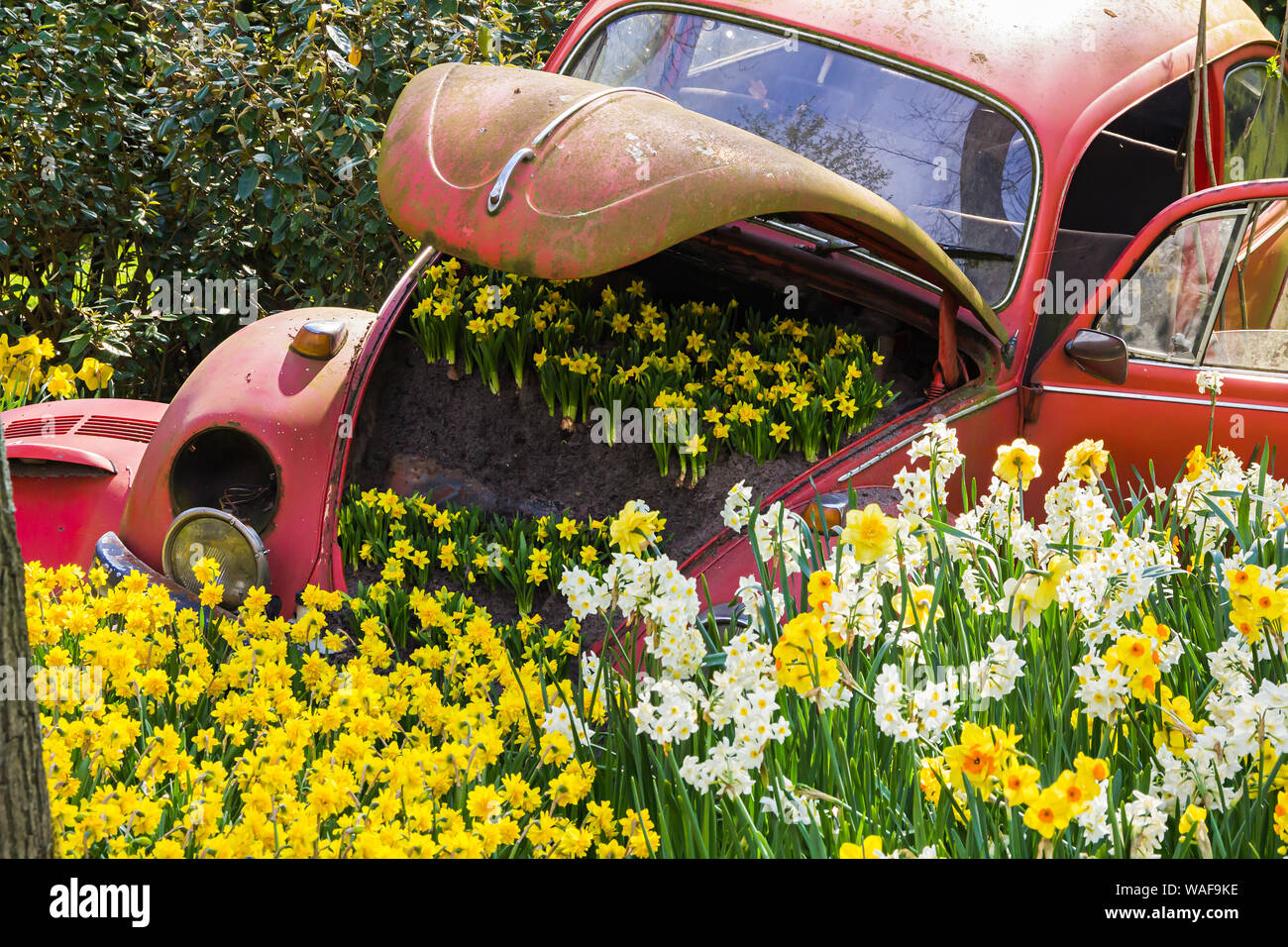 Keukenhof, Lisse, Niederlande - 18 April 2019: Der Blick auf Blumenbeet mit weißen und gelben Narzissen von alten Auto in den Keukenhof Park, und die Welt Stockfoto