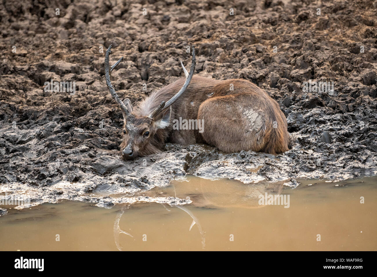 Sambar Hirsche oder Rusa unicolor Abkühlung und Spielen im Schlamm Wasser in der Nähe von Teich im Ranthambore Nationalpark, Rajasthan, Indien Stockfoto