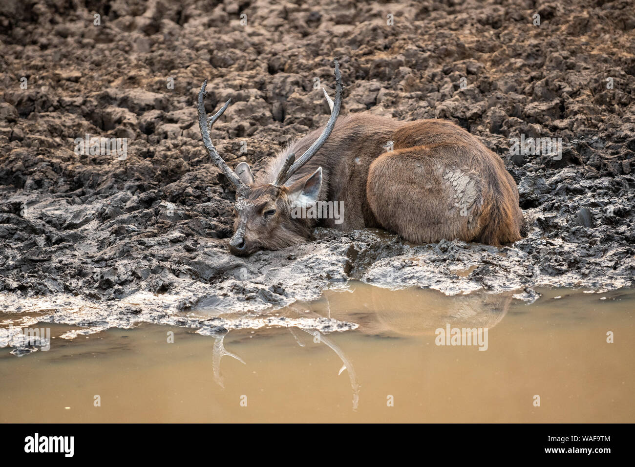 Sambar Hirsche oder Rusa unicolor Abkühlung und Spielen im Schlamm Wasser in der Nähe von Teich im Ranthambore Nationalpark, Rajasthan, Indien Stockfoto