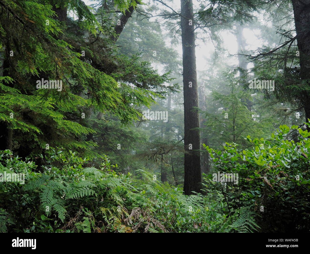 Boardwalk Trail durch den Regenwald Pacific Rim National Park, Vancouver Island, British Columbia, Kanada Stockfoto