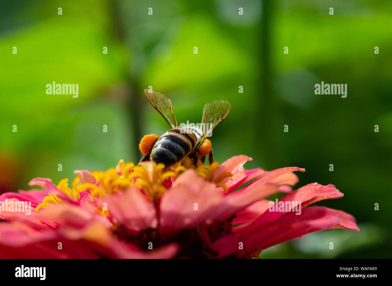 Makroaufnahme einer Hummel bestäubt eine zinnia Blume Stockfoto