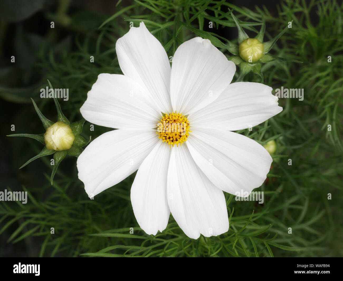 Weiße Cosmea Cosmos, Nahaufnahme Stockfoto