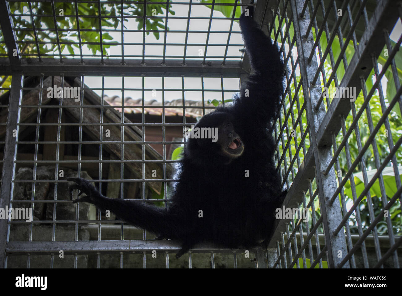 Lhokseumawe, Aceh, Indonesien. 20 Aug, 2019. Ein erwachsenes Weibchen schwarz-furred Gibbon sitzen in einem Käfig, nachdem durch eine natürliche Resource Conservation Agency (Bksda) von einer illegalen Zoo in Lhokseumawe, Provinz Aceh gerettet werden. Credit: zikri Maulana/ZUMA Draht/Alamy leben Nachrichten Stockfoto