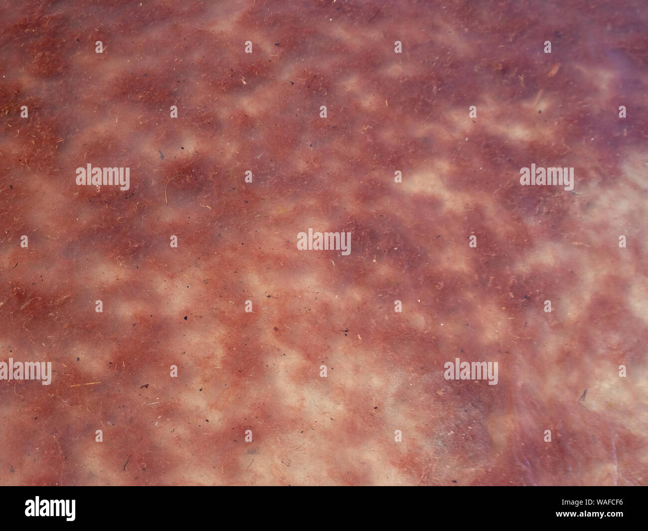 Red Tide aka Algenblüte, Phytoplankton Swirl und schwimmen im Mittelmeer vor der italienischen Küste hier - Norden der Toskana. Stockfoto