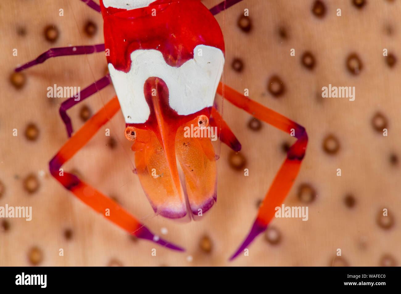 Kaiser Garnele auf eine Seegurke, Anilao Philippinen Stockfoto