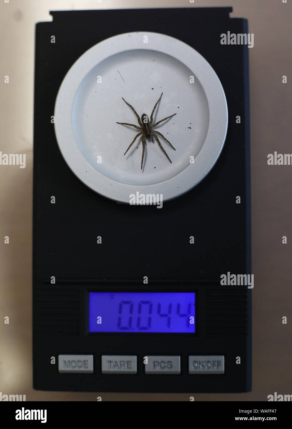 Ein Desertas wolf spider während der jährlichen wiegen - in Whipsnade Zoo in Dunstable, Bedfordshire. Stockfoto