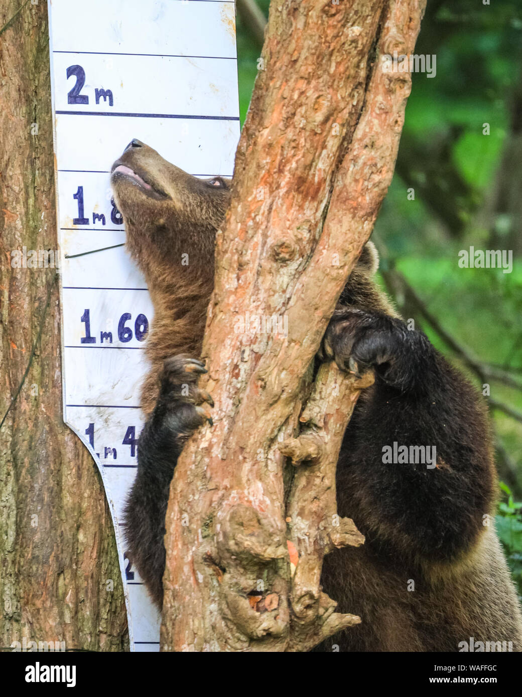 ZSL Whipsnade Zoo, Bedfordshire, Großbritannien, 20. Aug 2019. Aschenputtel inspiziert die Messkarte. Der gebietsansässigen Gruppe europäischer Braunbär (Ursus arctos arctos), Schneewittchen, Aschenputtel und Dornröschen, gegen eine riesige Messboard messen, und getreu ihrem spielerischen Natur, schaffte es zum Kippen. Jedes Jahr, Wächter am ZSL Whipsnade Zoo Tausende von Tieren Koax auf die Waage für die jährliche wiegen - und ihre lebenswichtigen Statistiken als eine Möglichkeit der Überwachung die Gesundheit und das Wohlbefinden der 3.500 Tiere im größten Zoo der BRITISCHEN aufzeichnen. Credit: Imageplotter/Alamy leben Nachrichten Stockfoto