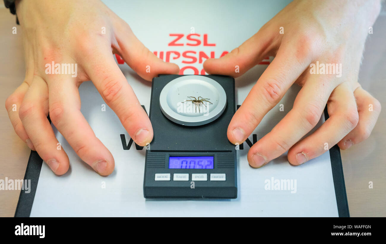 ZSL Whipsnade Zoo, Bedfordshire, Großbritannien, 20. Aug 2019. Keeper Tyrone wiegt eine kleine weibliche spiderling der gefährdeten Desertas wolf spider. Jedes Jahr, Wächter am ZSL Whipsnade Zoo Tausende von Tieren Koax auf die Waage für die jährliche wiegen - und ihre lebenswichtigen Statistiken als eine Möglichkeit der Überwachung die Gesundheit und das Wohlbefinden der 3.500 Tiere im größten Zoo der BRITISCHEN aufzeichnen. Credit: Imageplotter/Alamy leben Nachrichten Stockfoto