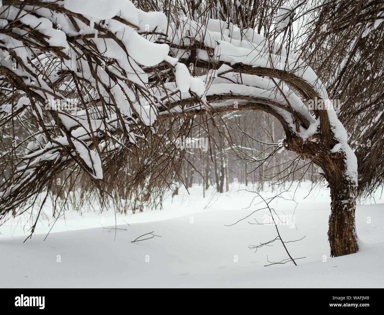 Bäume mit Schnee im Winter Wald. Geringe Tiefenschärfe. Stockfoto