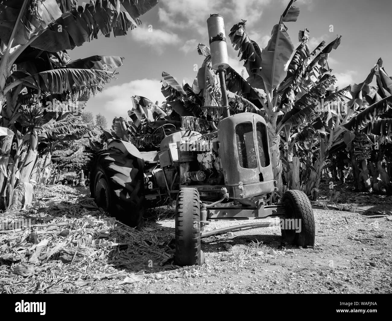 Eine alte verlassene Traktor auf einer Bananenplantage, Bezirk Pafos, Zypern Stockfoto