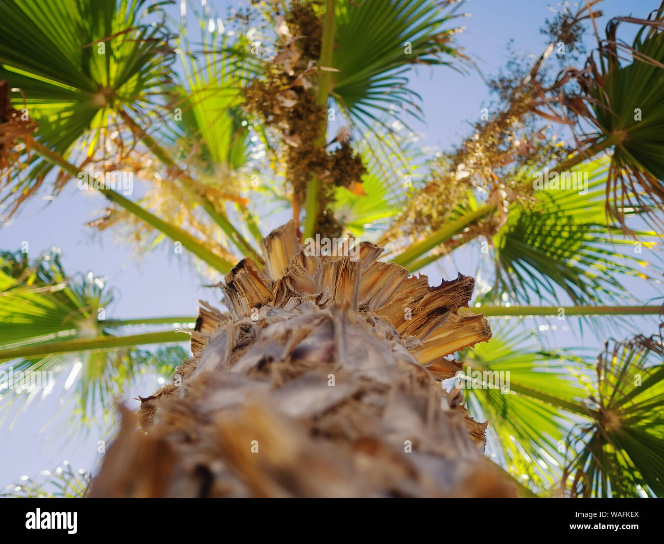 Low Angle Blick auf Palmen gegen den klaren blauen Himmel, Paphos, Zypern. Geringe Tiefenschärfe. Stockfoto