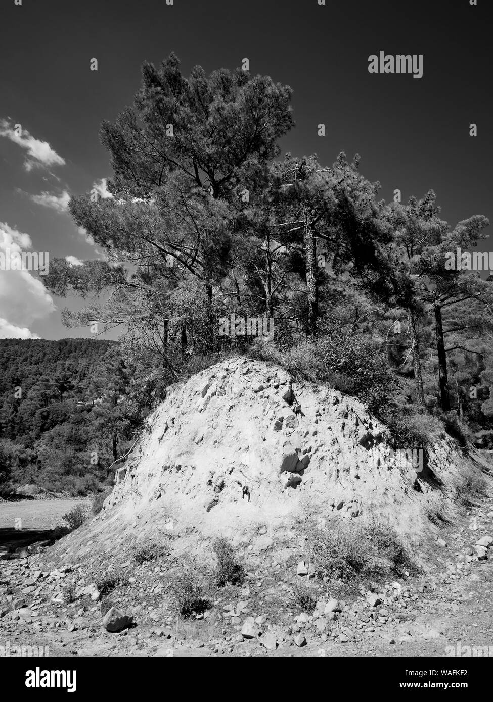 Bäume auf dem Hügel in Troodos, Zypern Stockfoto