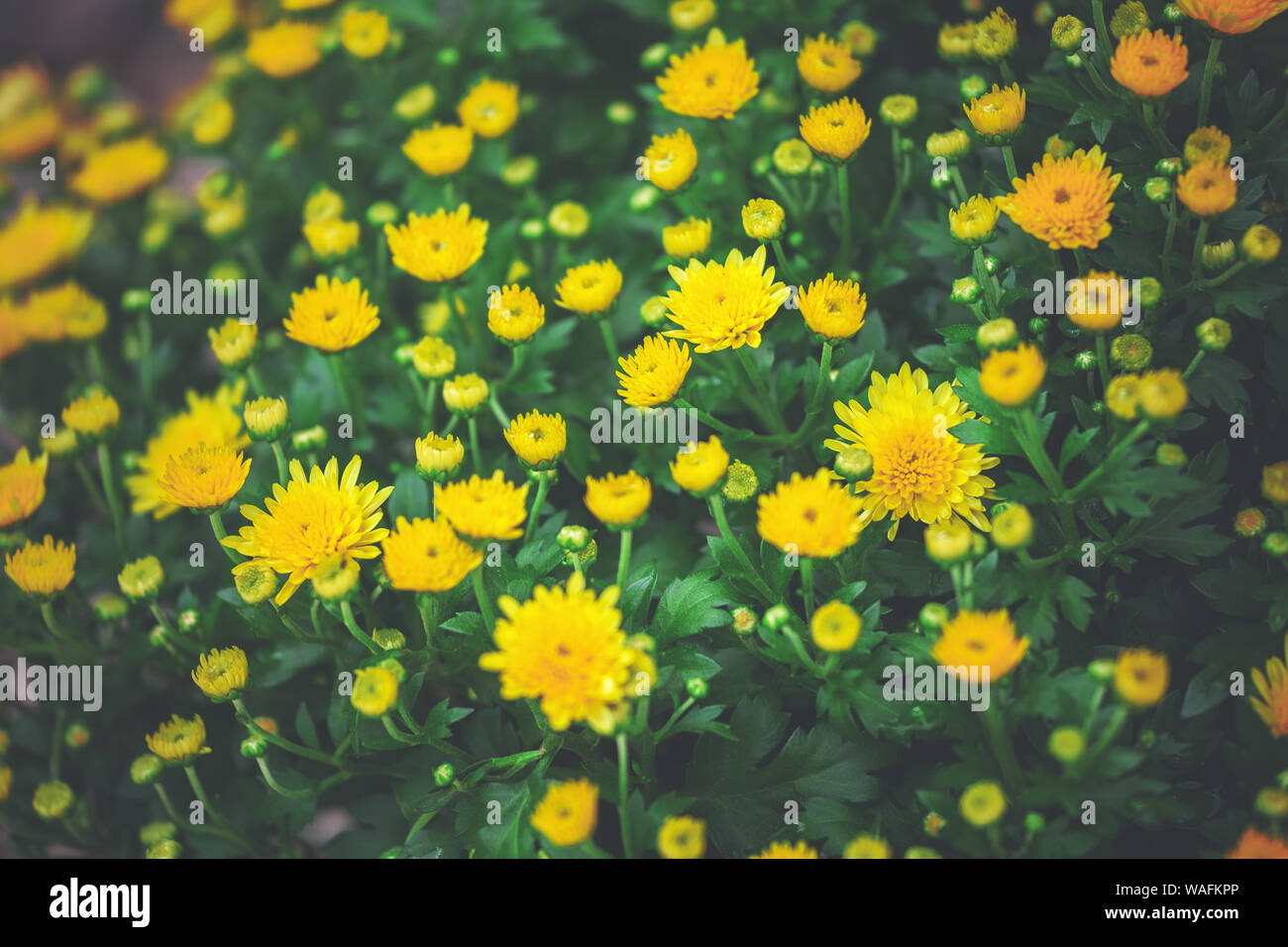 Gelbe Blumen - natürliche Hintergrund Stockfoto