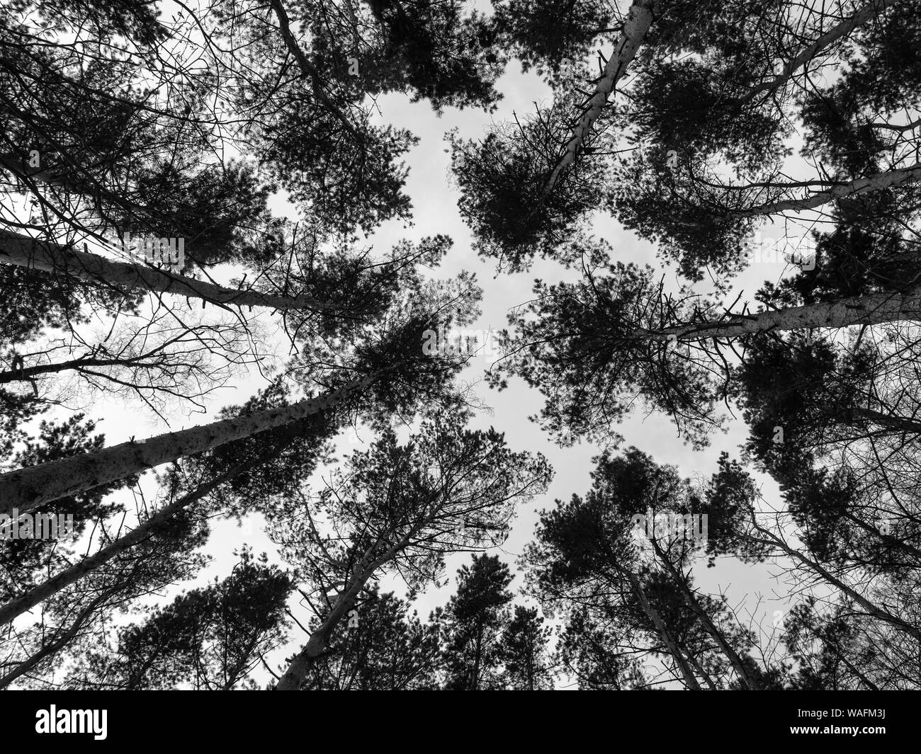 Bäume im Wald, eine Ansicht von oben Stockfoto