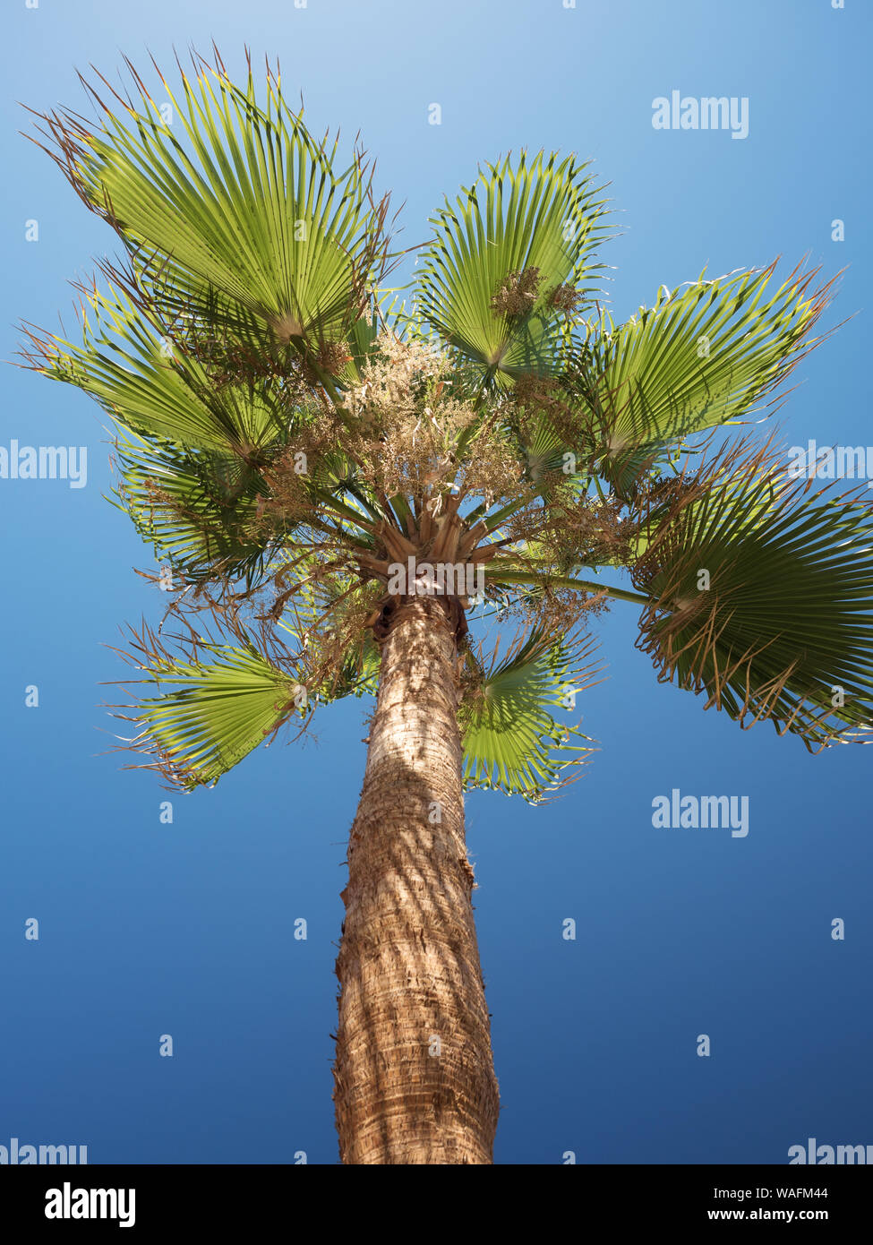 Low Angle Blick auf Palmen gegen den klaren blauen Himmel, Paphos, Zypern Stockfoto