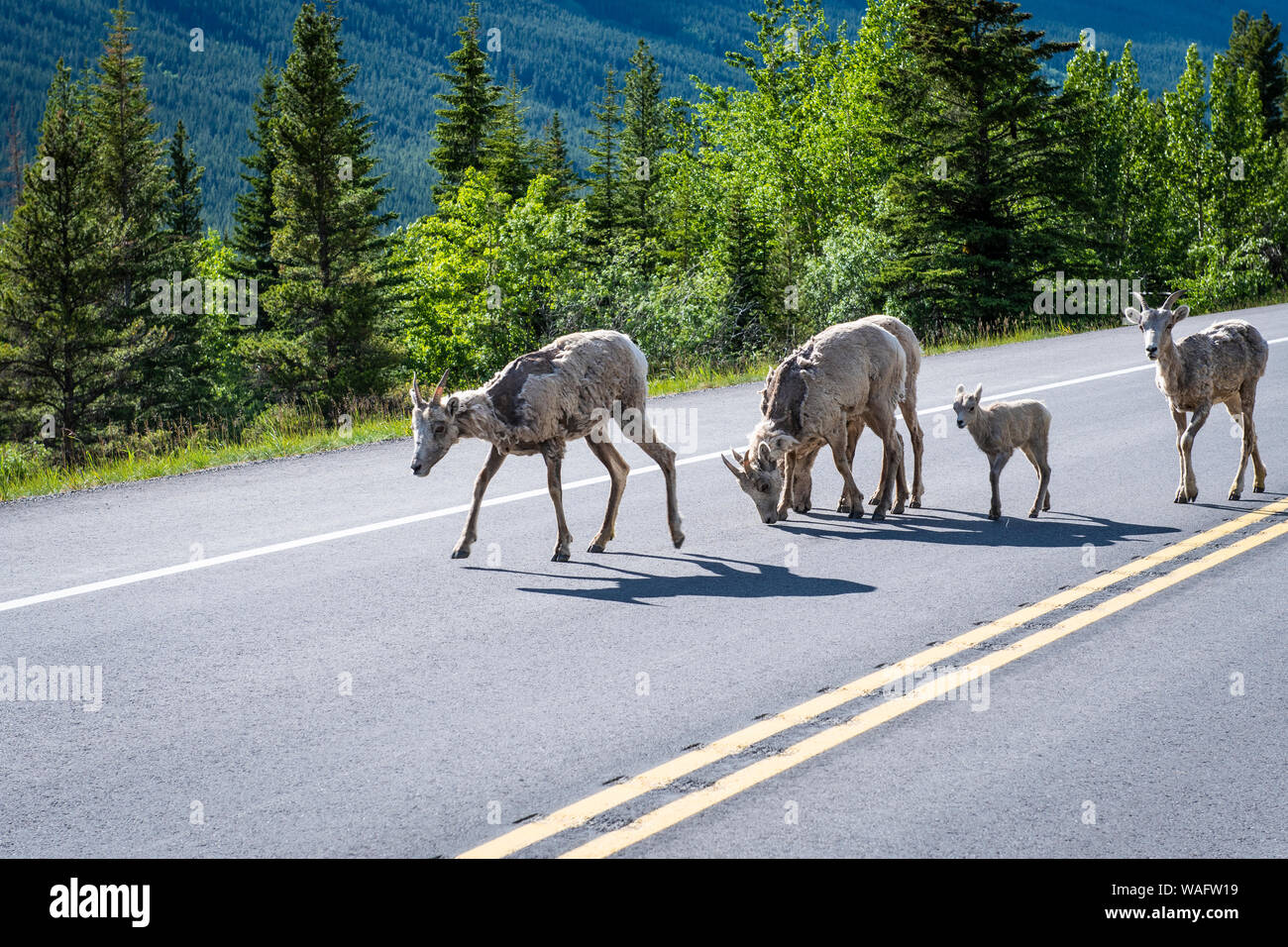Bighorn Schafe (Ovis canadensis) neben der Straße in die kanadischen Rocky Mountains, Banff National Park, Alberta, Kanada Stockfoto