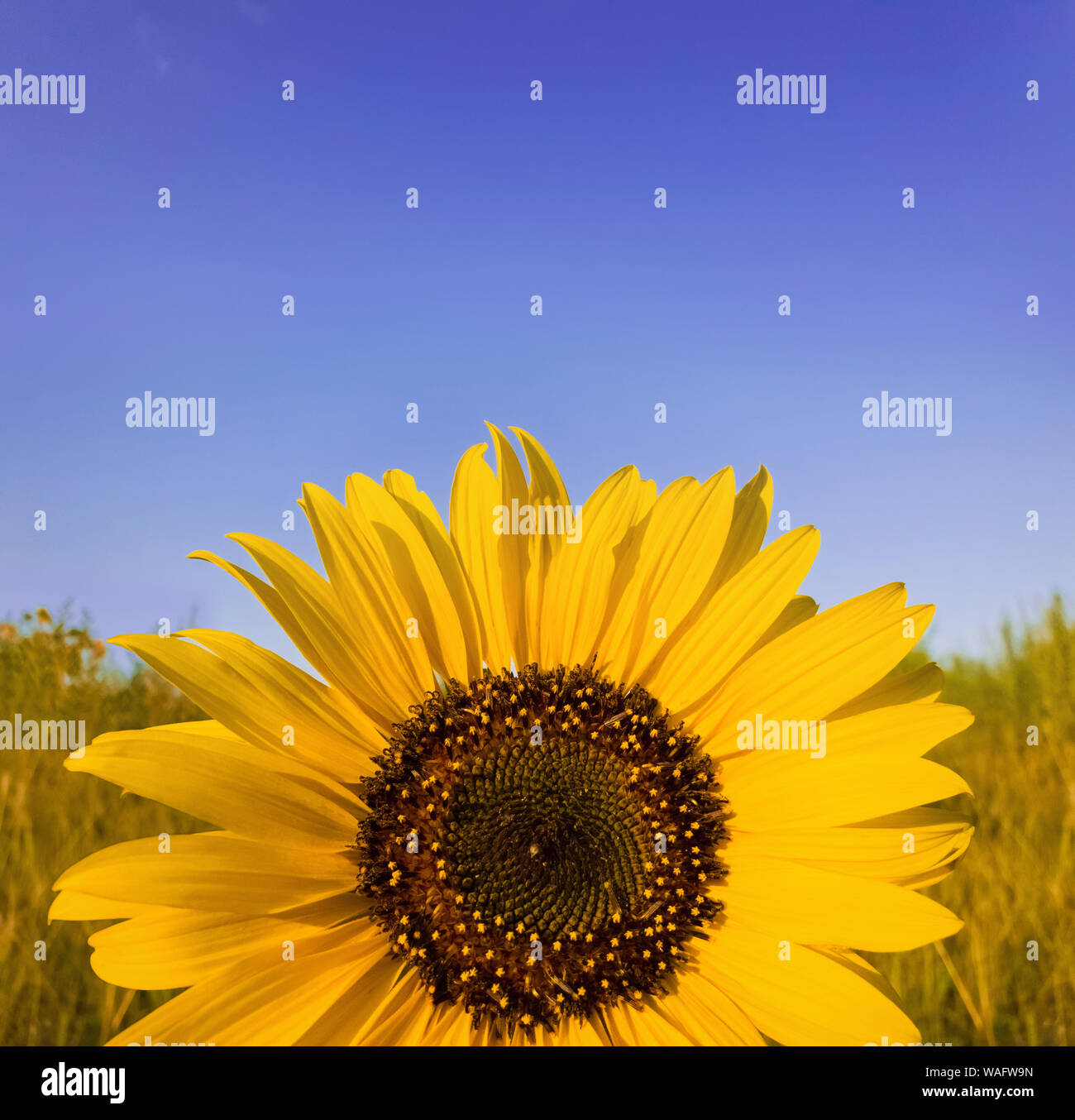 In der Nähe von Sunflower Pflanze, die im Bereich über dem klaren, blauen Himmel Hintergrund an einem sonnigen Herbsttag. Organische und natürliche Gelbe Blütenblätter Textur Stockfoto