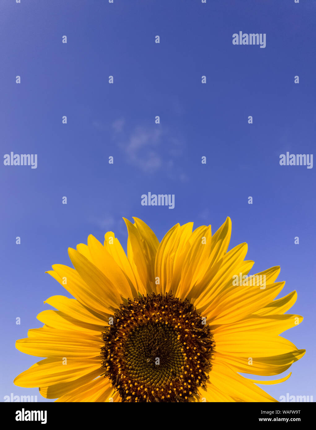 In der Nähe von Sunflower Pflanze, die im Bereich über dem klaren, blauen Himmel Hintergrund an einem sonnigen Herbsttag. Organische und natürliche Gelbe Blütenblätter Textur Stockfoto