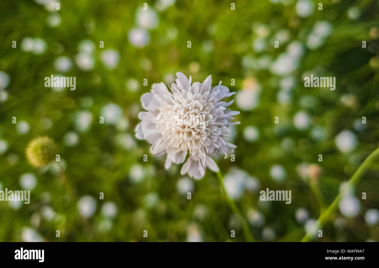Weiße Form der Feld-witwenblume (Knautia arvensis) Blühende auf grünem Gras meadpw. Winzige Wildblumen Nahaufnahme. Stockfoto