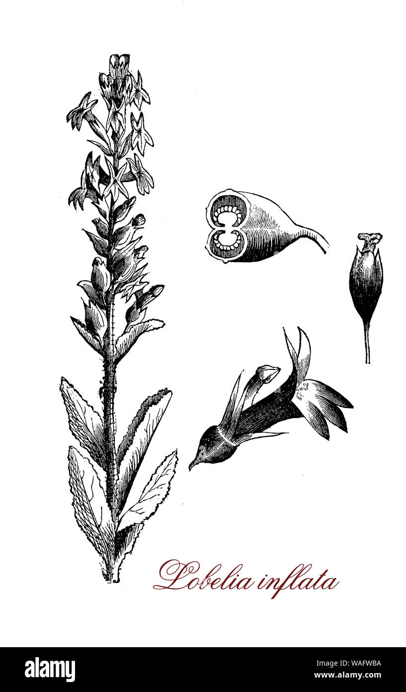 Lobelia inflata oder Indischen Tabak mit violetten Blüten in Nordamerika heimisch ist ein Arzneimittel Pflanze als brechmittel von den nativen amerikanischen verwendet Stockfoto
