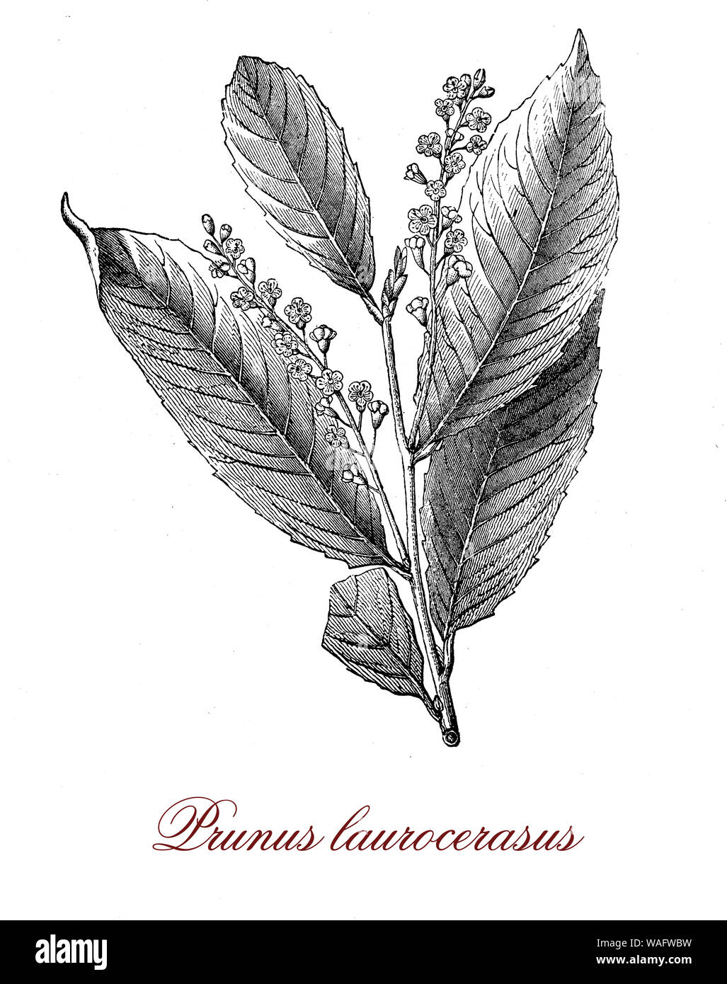 Prunus laurocerasus oder cherry Laurel dekorative Strauch mit dunkelgrünen Blättern mit Mandel Duft und Blütenstände der cremige Duftende Blumen Stockfoto