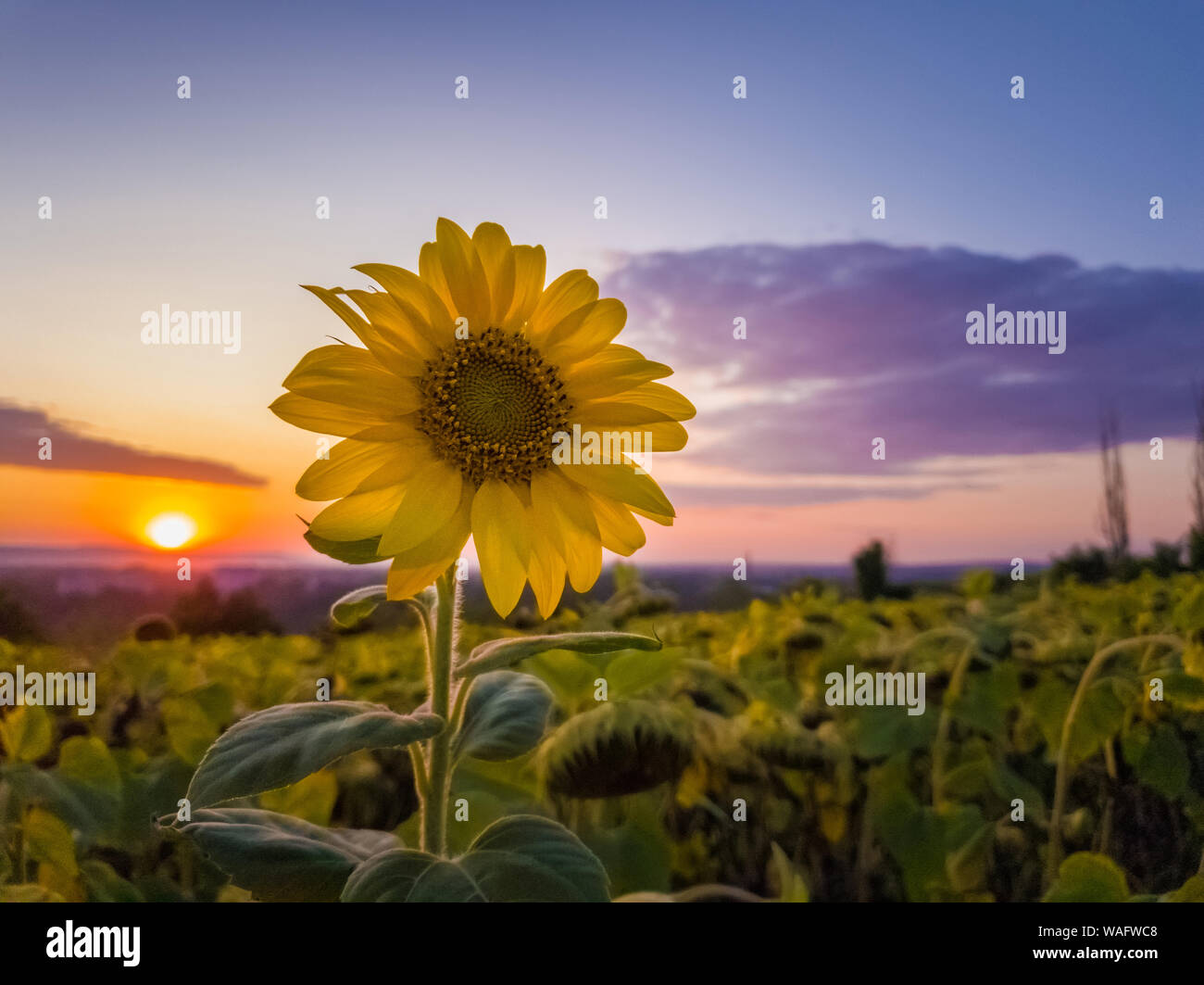 Sonnenblume Ernte Feld über Sonnenuntergang Himmel Hintergrund. Single Spät blühende Pflanze unter die Ernte von Sonnenblumen in einem goldenen Herbst Abend am Bauernhof. Stockfoto