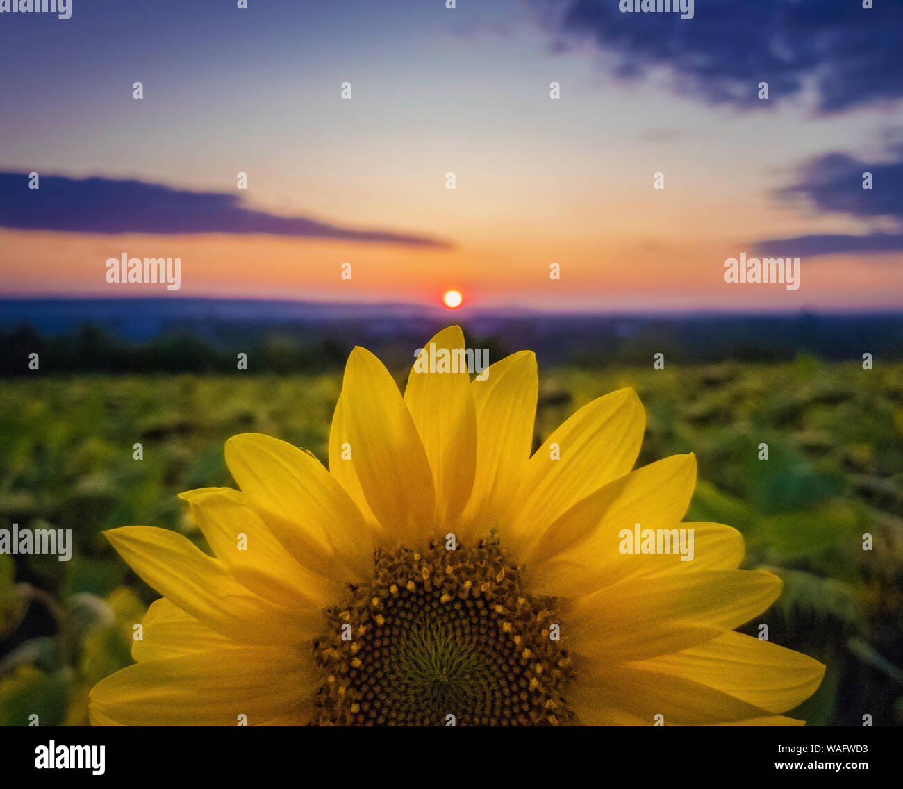 Bunter Herbst Sonnenuntergang, Sonne Kreis berühren ein reichhaltiges Sonnenblume Blütenblätter Krone. Schönen Herbst Szene, Pflanzenschutz und ernte Konzept. Bauernhof Feld idyllische Aussicht. Stockfoto