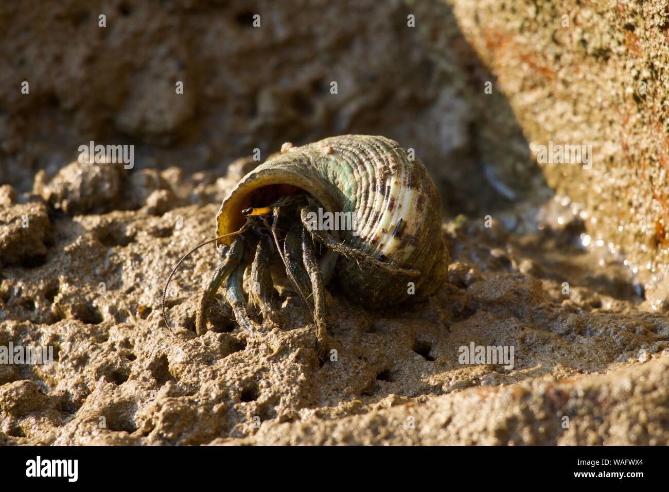 Große männliche Einsiedlerkrebs in grün Shell schließen nach oben Stockfoto