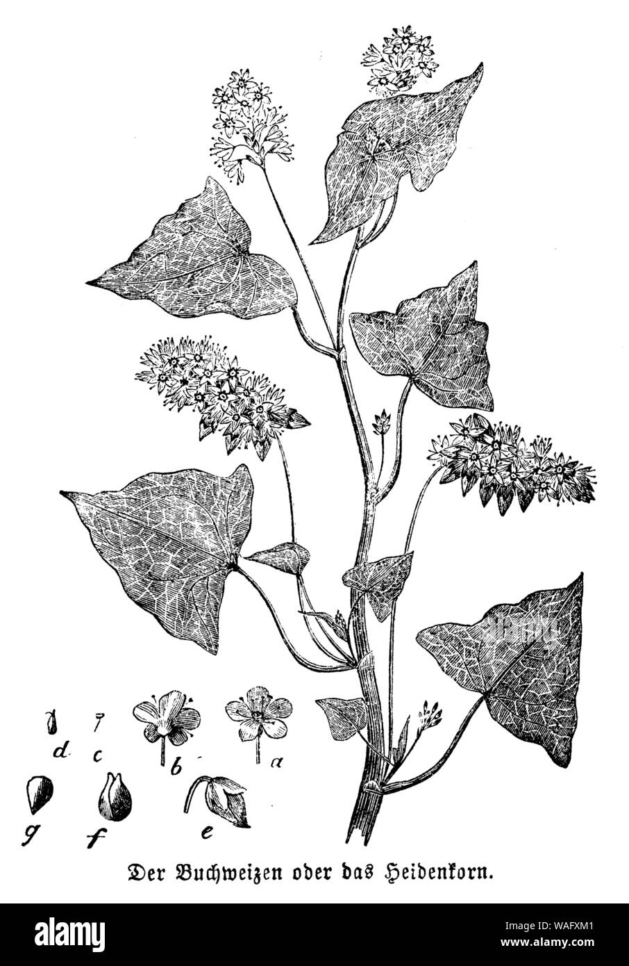 Buchweizen, Fagopyrum esculentum, anonym (Biologie Buch, 1881) Stockfoto