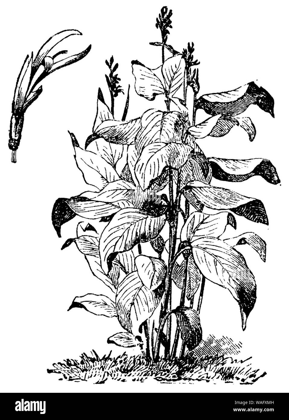 Indian shot Canna Indica, (Garten Buch, 1877) Stockfoto