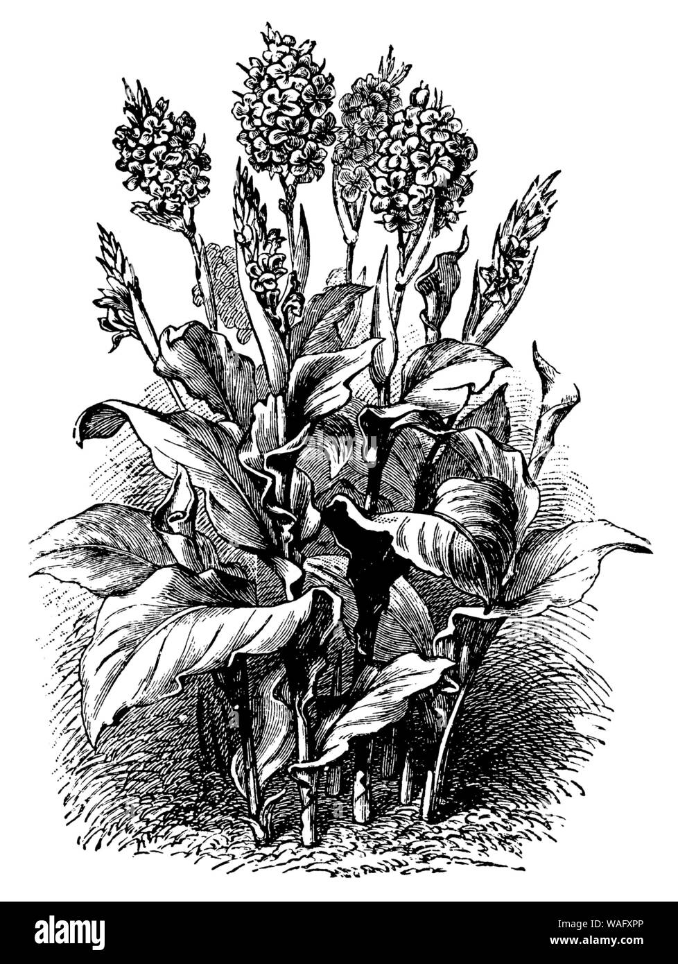 Indian shot Canna Indica, (Garten Buch, 1913) Stockfoto