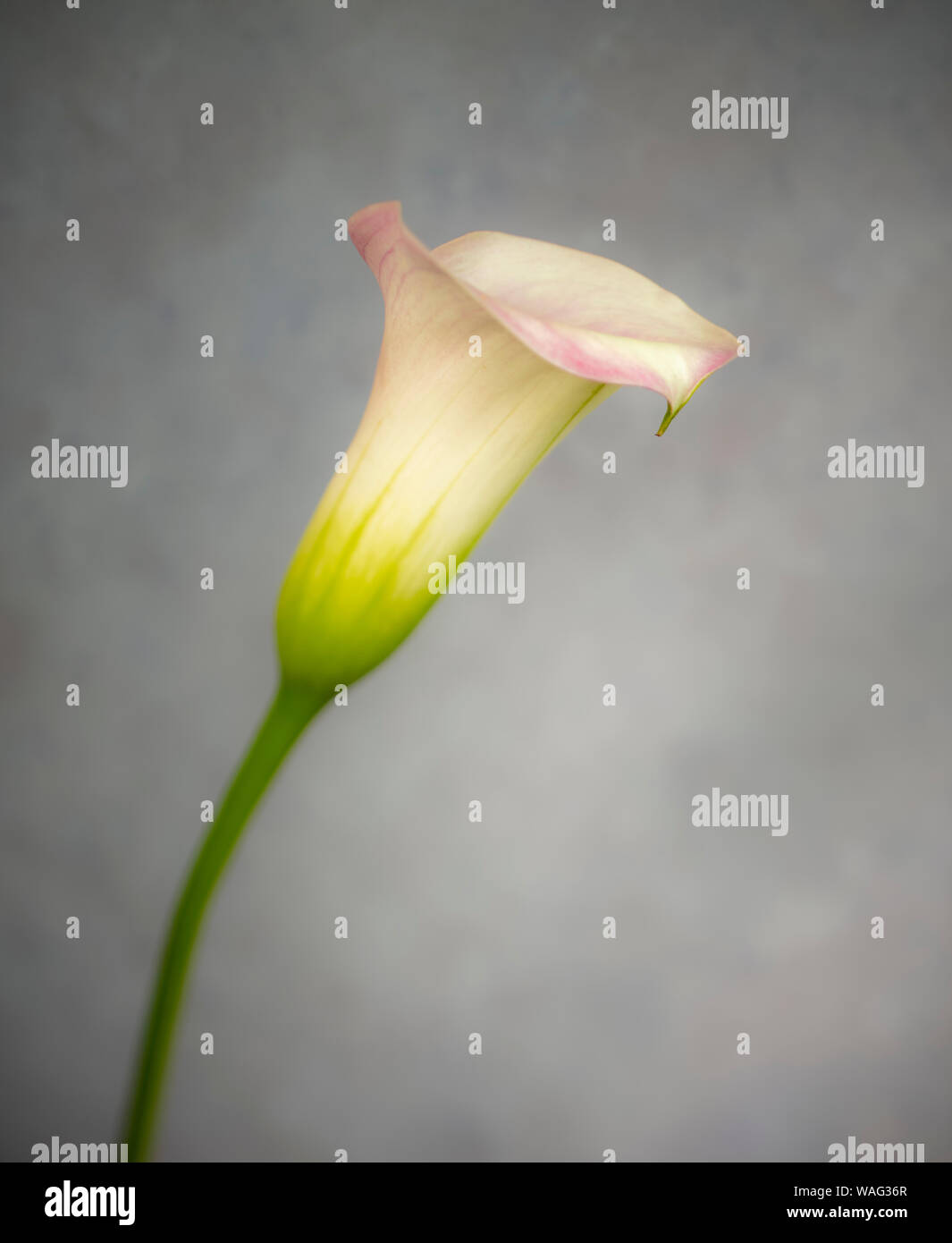 Blume Fotografie - weiße Lilie auf einen einfachen Hintergrund Stockfoto