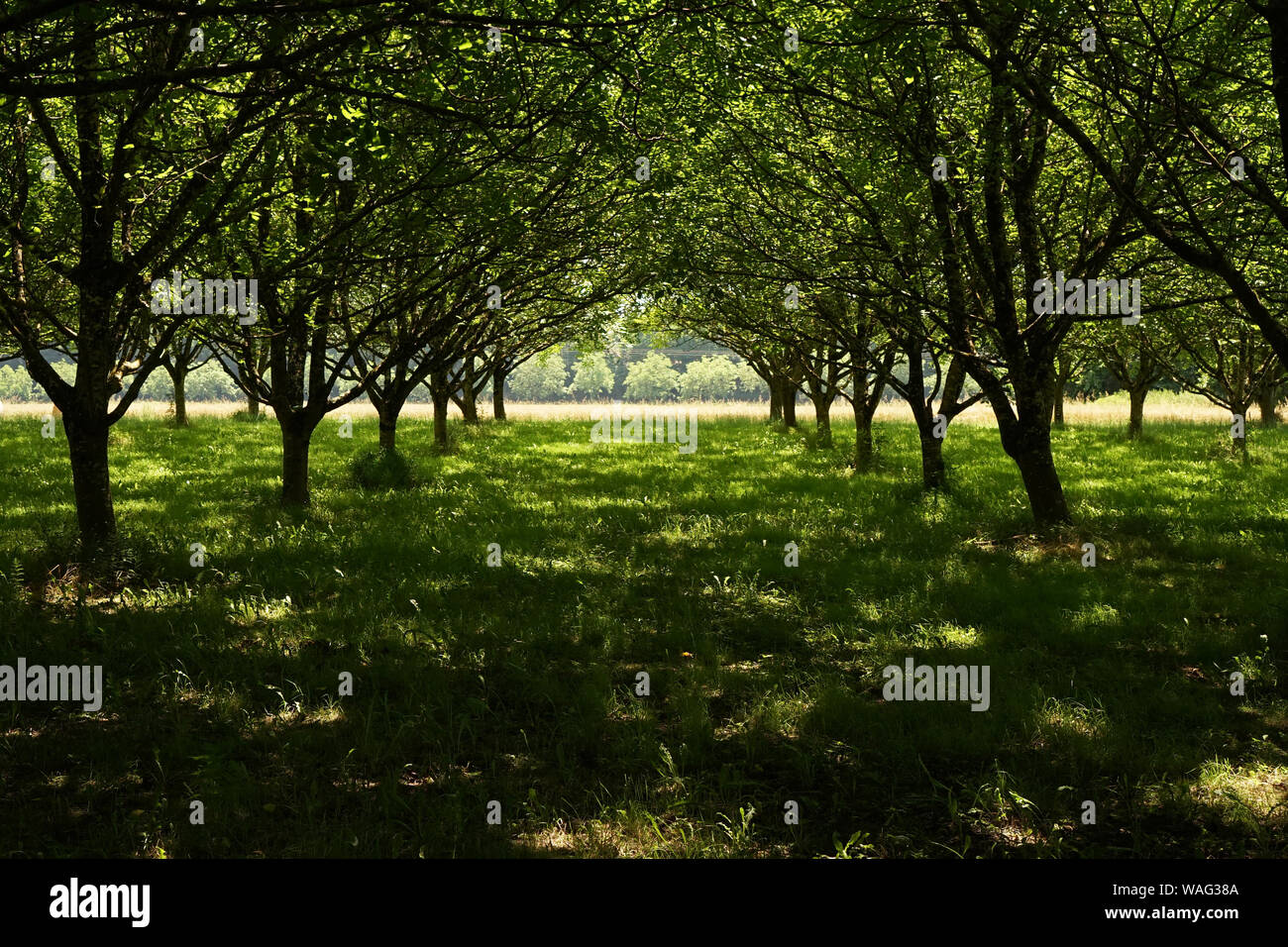 Ein Walnut Grove Feld Plantage an einem Sommertag in Frankreich Stockfoto