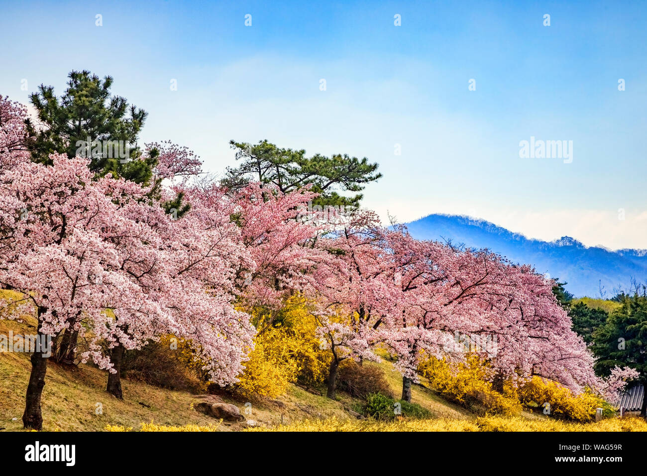 Kirschblüte auf dem Gelände des buddhistischen Tempel Bulguksa, Gyeong-Ju, Südkorea, das zum Weltkulturerbe der UNESCO gehört. Stockfoto