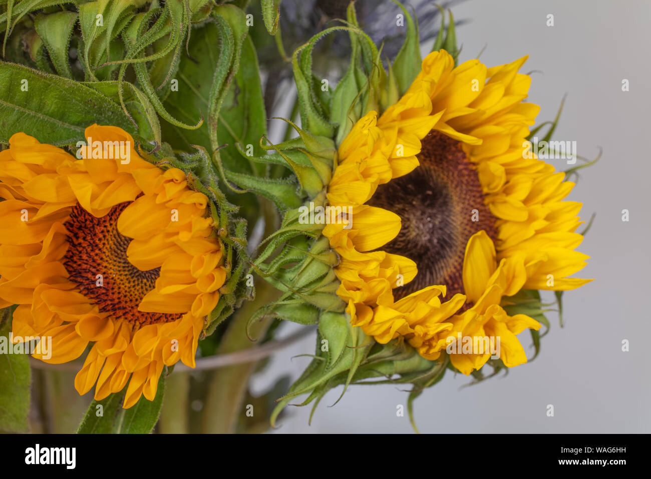 Blume Fotografie - Zwei Sonnenblumen gegen einen einfachen Hintergrund Stockfoto