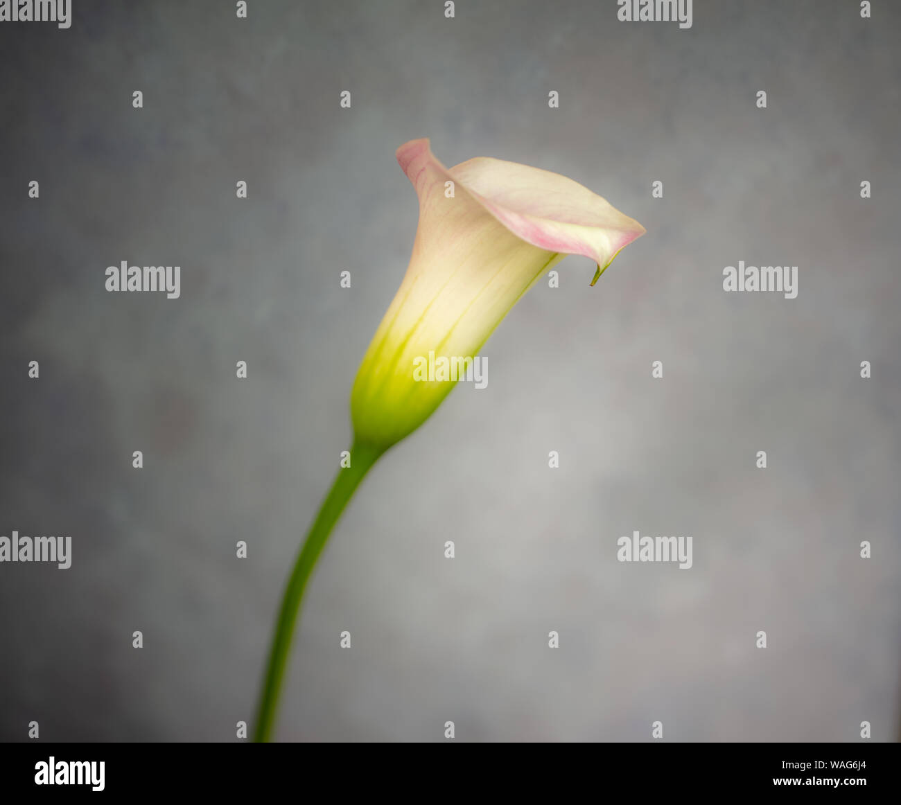 Blume Fotografie - einzelne weiße Creme Lily auf einen einfachen Hintergrund Stockfoto