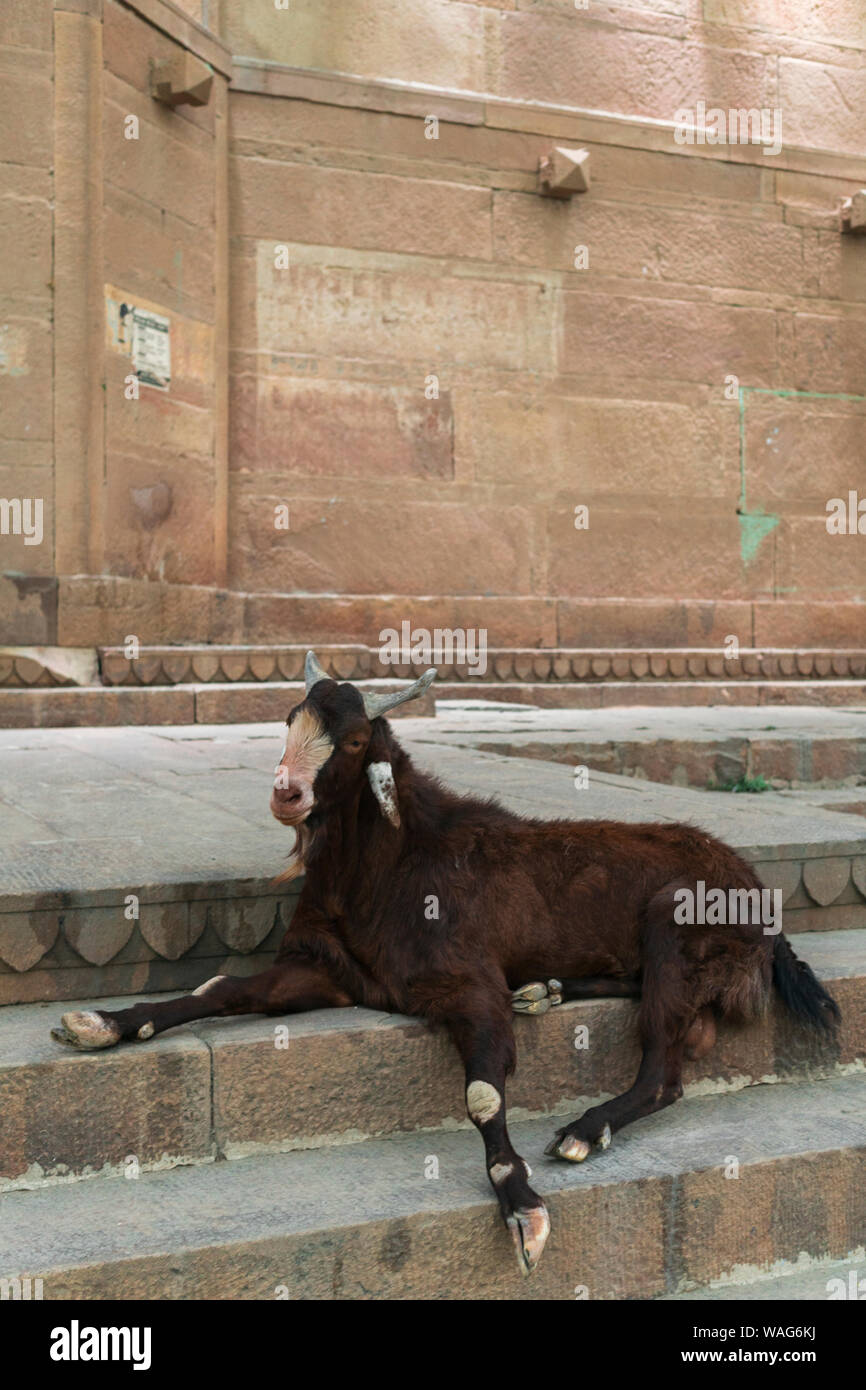 Ziegen mit Hörnern auf der Treppe von Ghat am Ganges Ufer in der Dämmerung sitzt Stockfoto
